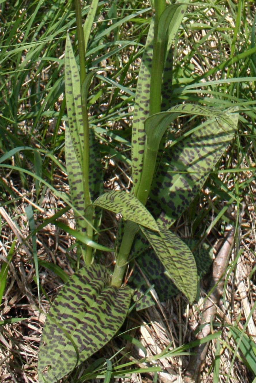 Dactylorhiza fuchsii